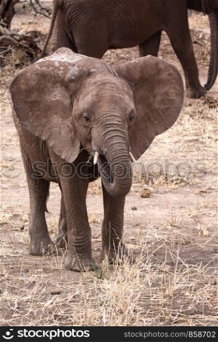 Baby elephant while eating grass