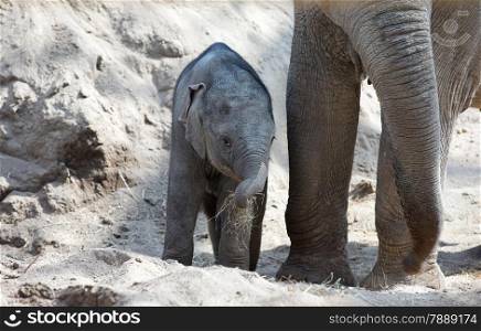 baby elephant with his mother