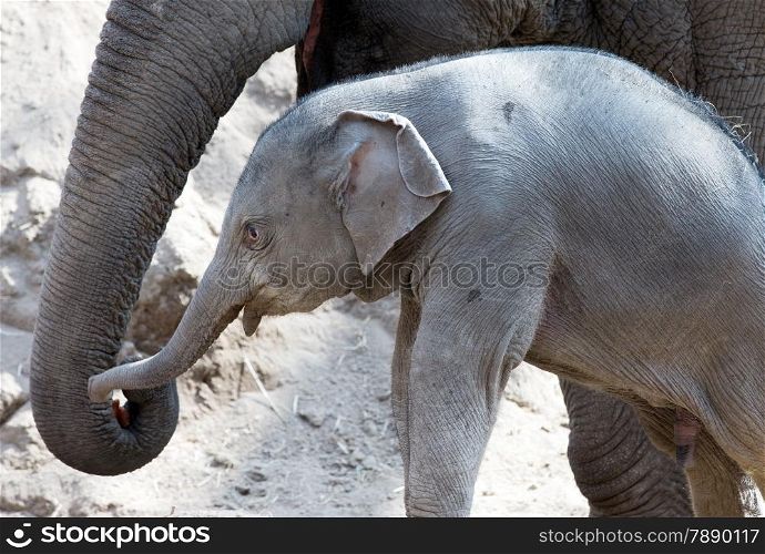 baby elephant with his mother