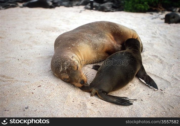 Baby Galapagos sea lion (Zalophus wollebaeki) and mother