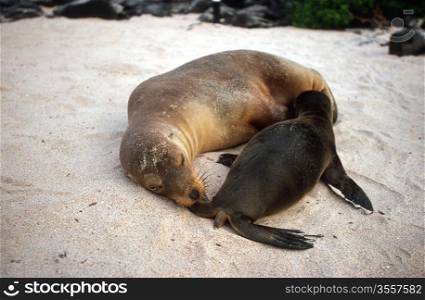Baby Galapagos sea lion (Zalophus wollebaeki) and mother