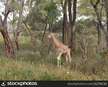 Baby Giraffe in Kenya Africa