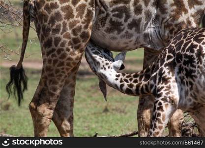 Baby giraffe is being nursed by mother