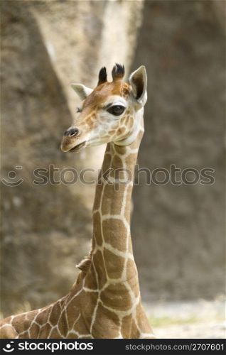 Baby Giraffe with wide eyes and long neck, background out of focus