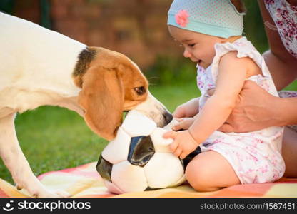 Baby girl plays with beagle dog on blanket in garden. Tries get dogs soccer ball Tug of war