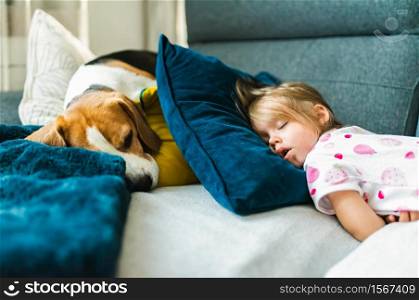 Baby girl sleeping with Beagle dog on the sofa on cushions. Children with pets at home concept. Selective focus background. Baby girl sleeping with Beagle dog on the sofa on cushions.