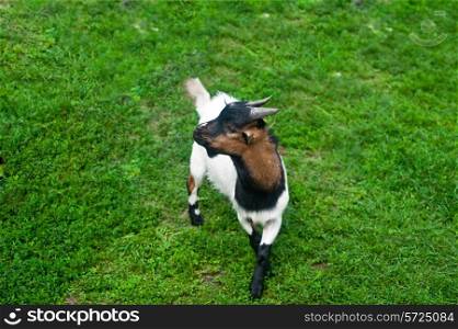 baby goat at green grass background