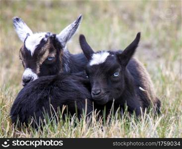 Baby Goats Saskatchewan intertwined in a field