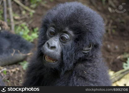 Baby Gorilla in the wild, Virunga National Park, Rwanda