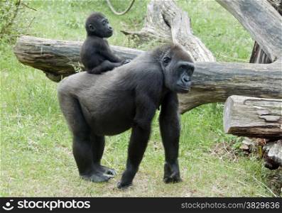 Baby Gorilla on back on mother