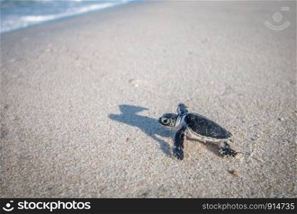 Baby Green sea turtle on the beach on the Swahili coast, Tanzania.