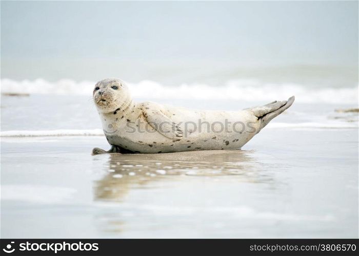 Baby Grey Seal (Halichoerus grypus) relaxing on the beach