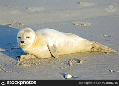 Baby Grey Seal (Halichoerus grypus) relaxing on the beach