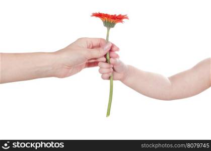 baby hand holding red flower