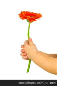 baby hand holding red gerber daisy isolated on white