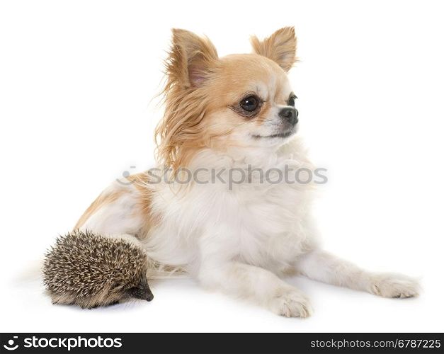 baby hedgehog and chihuahua in front of white background
