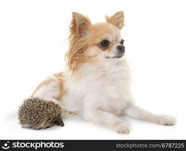 baby hedgehog and chihuahua in front of white background