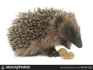 baby hedgehog eating in front of white background