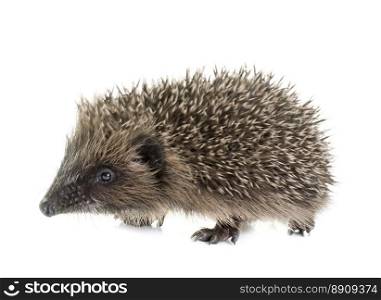 baby hedgehog in front of white background