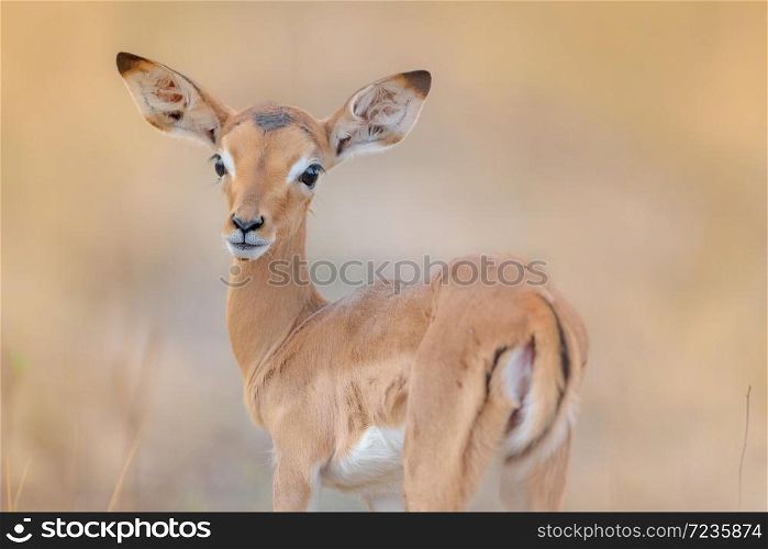 Baby impala in the wilderness