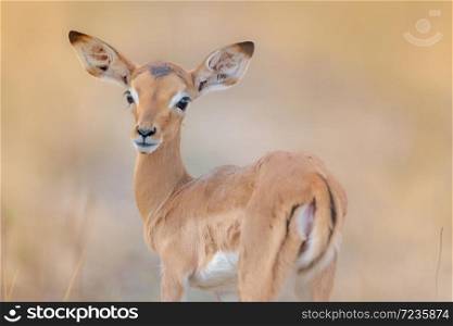 Baby impala in the wilderness