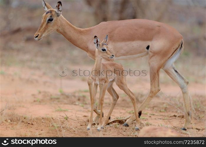 Baby impala with mom in the wilderness