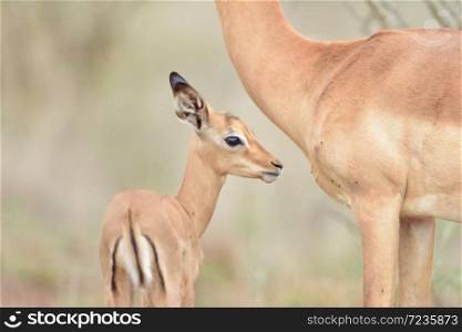 Baby impala with mom in the wilderness