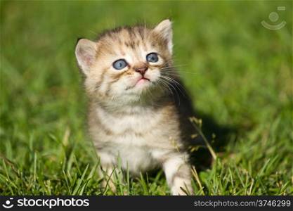 Baby kitten on the green grass