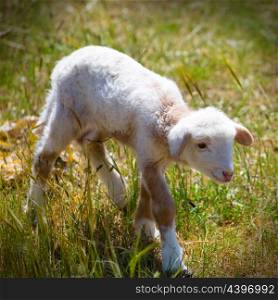 Baby lamb newborn sheep standing walking on green grass field