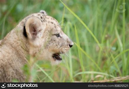 baby lion head shot among dense grasses