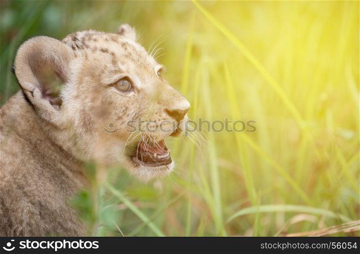 baby lion head shot among dense grasses with flare light