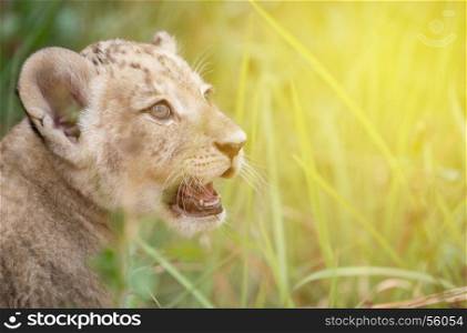 baby lion head shot among dense grasses with flare light