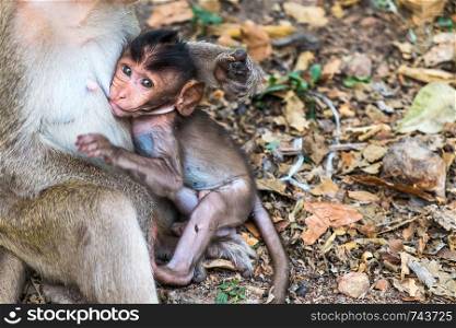 Baby Long-tailed macaque monkey drink breast milk