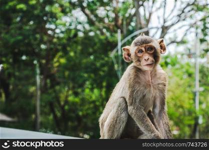 Baby Long-tailed macaque monkeys relaxing at Sam Muk Hill,Bangsan,Chonburi,Thailand.