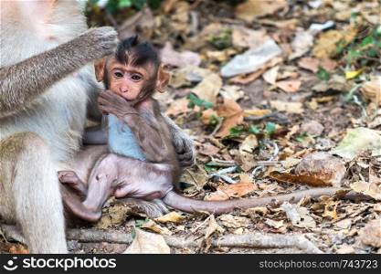 Baby Long-tailed macaque monkeys relaxing with mom