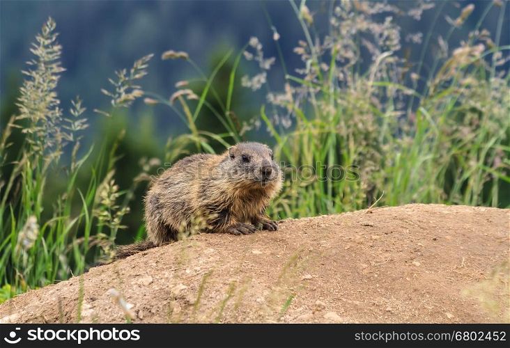 baby marmot stands on the ground in alpine meadow, Trentino, Italy