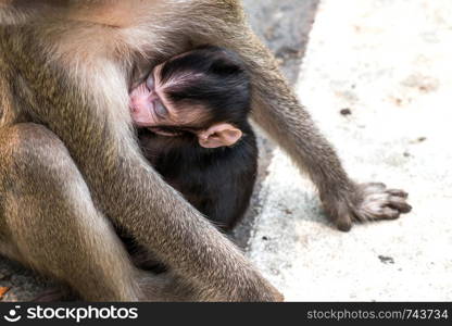 Baby monkey sleeps in his mother's embrace.