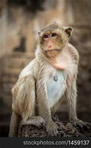 Baby monkeys in Thai Temple,Lopburi, Thailand.