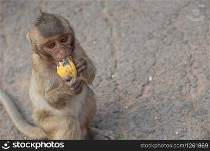 Baby monkeys who ate a delicious banana and happy.