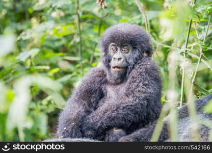 Baby Mountain gorilla in the Virunga National Park, Democratic Republic Of Congo.