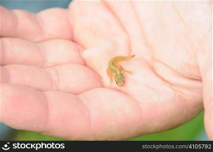 Baby newt in the palm of a mans hand
