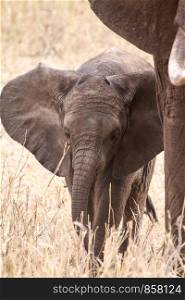 Baby of elephant walks beside mother