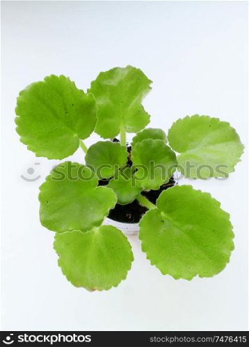 baby of saintpaulia cutting with sprouts in hand around white background. presentation at windowsill. trend international hobby. close up