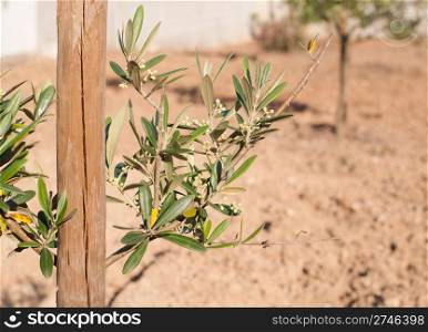 baby olive tree branch close-up on a small farm