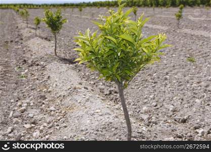 baby orange tree plantation field on mediterranean Spain