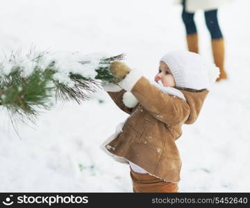 Baby playing with snow on branch