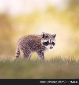 Baby Raccoon walking side view on the grass