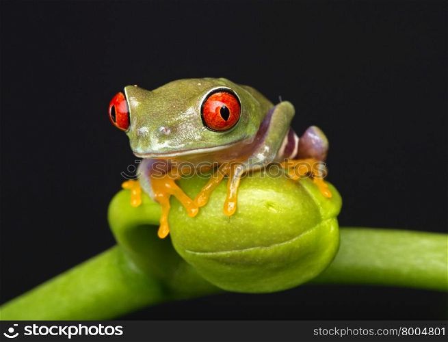 Baby Red Eyed Tree Frog