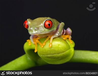 Baby Red Eyed Tree Frog