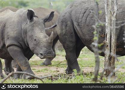Baby Rhino walks with herd